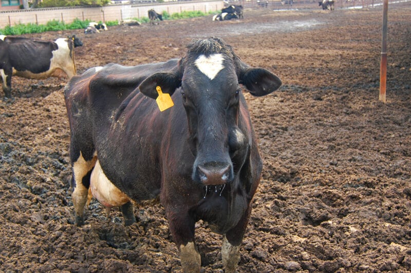 Cow on Filthy Factory Farm