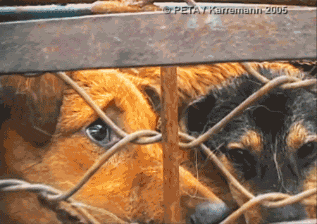 Dogs in Cramped Cage