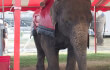elephant-rides-cropped-4web