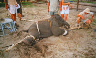 Victory! Ringling Phasing Out Elephant Performances, but Should Elephants Spend 3 More Years in Boxcars?