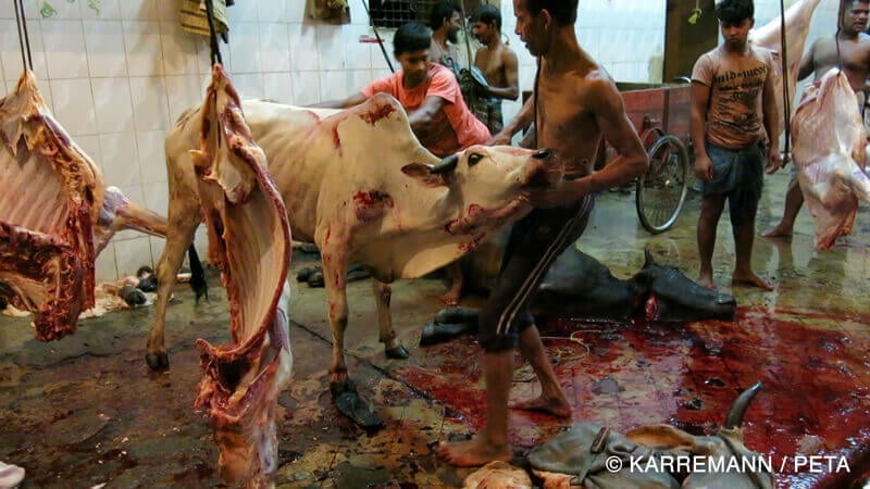 indian-cow-in-slaughterhouse