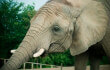 Tuberculosis Fears Stop Elephant Performances in Dallas