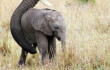 mother and baby elephant
