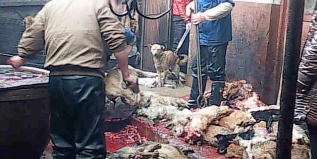 Dogs Bludgeoned and Killed in Leather Industry