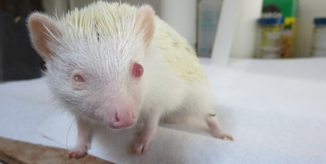 Video: Animals Bashed, Frozen Alive, Drowned, and Starved at Dealer