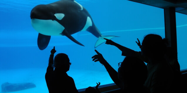 The Top Six Ways SeaWorld Ruined Christmas