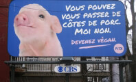 Adorable PETA Ad Urges People to Stop Eating Pigs