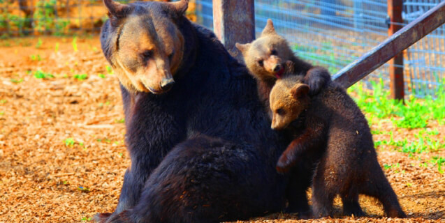 Breathtaking Photos from PETA and Its International Affiliates in 2014