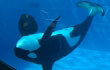 SeaWorld Sues to Imprison More Orcas SeaWorld Sues to Imprison More Orcas