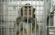Yes, Laboratories Are Doing This to Primates, Too