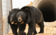 Two Bears Rescued by PETA and Sam Simon in New Home