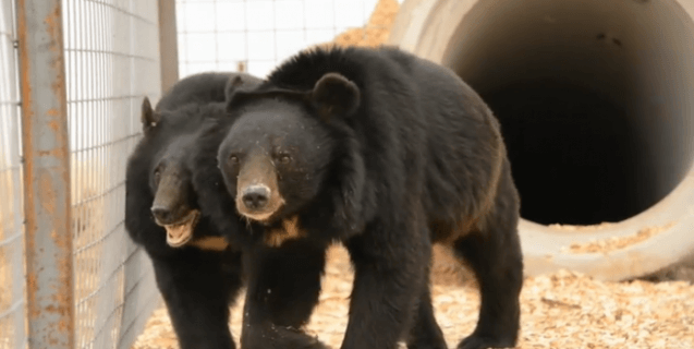 From Barely Living to Living Like Bears