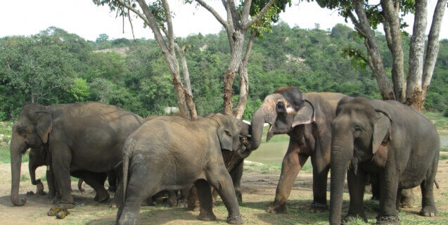 PETA India Turns Sunder’s Home Into Free-Roaming, Forested Sanctuary