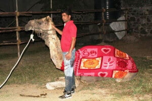 Waheed salvei Camel Vestindo Blanket
