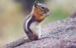 ground-squirrel-freeimages