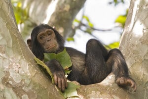Bebê chimpanzé
