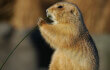 cute-prairie-dog