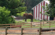 lone elephant natural bridge zoo