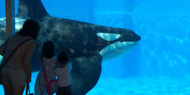 Urgent: Help Stop SeaWorld’s Plans to Keep Orcas in Tanks