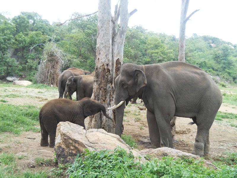 The heartwarming story of Sunder the elephant