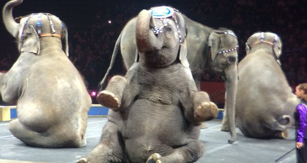 The Smoking Gun? Ringling Has Had Tuberculosis-Infected Elephants on the Road