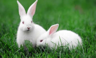 Victory! Rabbits to Be Spared in Taiwan