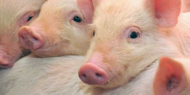 Johnson & Johnson Reportedly Killing Pigs to Train Salespeople—Take Action!
