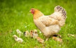 Hen with Chicks