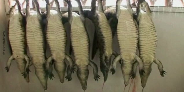 Exposed: Crocodiles and Alligators Factory-Farmed for Hermès ‘Luxury’ Goods
