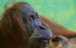 Close-up of orangutan