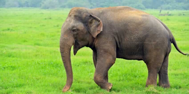 Victory! Rhode Island Bans Bullhooks