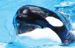 seaworld4