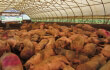PETA’s New Tactic to Combat Whole Foods’ Lies? Buy Its Stock!