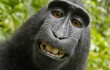 ‘Monkey Selfie’ Case Brings Animal Rights Into Focus ‘Monkey Selfie’ Case Brings Animal Rights Into Focus