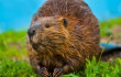 Beaver