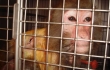 Massachusetts Supreme Court to Hear PETA Lawsuit on Primates in Labs