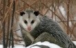 Countdown to Cruelty: Live Opossum Tormented in Three, Two, One … Countdown to Cruelty: Live Opossum Tormented in Three, Two, One …