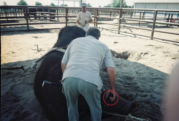 Trainer with electric prod (circled).