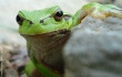 Frog Eaten Alive in Disturbing Viral Video