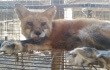 Fur-Farm Cruelty: Minks and Foxes Gassed en Masse Fur-Farm Cruelty: Minks and Foxes Gassed en Masse