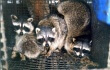 Raccoon_Fur_Farm_PETA_owned