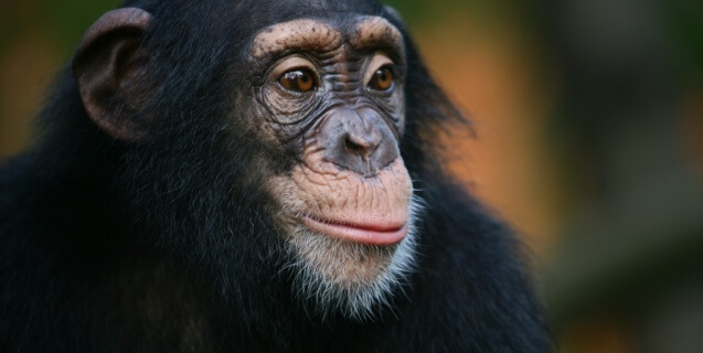 NIH Releases Plan to Retire All Government-Owned Chimpanzees