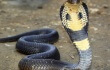 Singer Dies After Bite From Cobra Used in Her Show Singer Dies After Bite From Cobra Used in Her Show