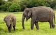 This Beautiful CGI Elephant Proves There’s No Need to Exploit Real Ones