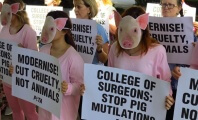 ‘Pigs’ Protest Trauma Training, Saying ‘Cut Cruelty, Not Animals’