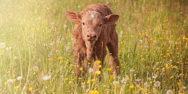 Top 10 Reasons Not to Eat Cows