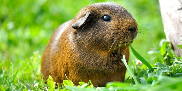 Thousands of Animals Saved with a Pen Stroke