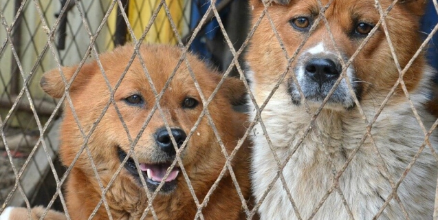The Violent Yulin Festival: Something Meaningful You Can Do