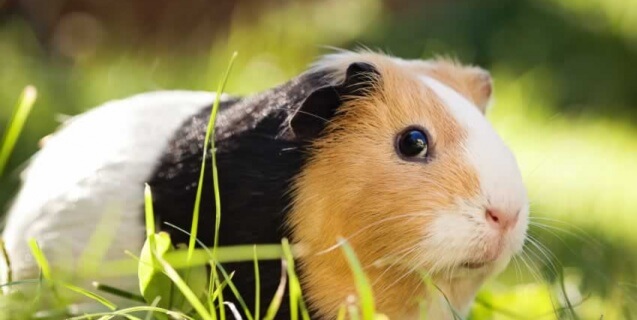 The Beginning of the End of Tests on Animals for Imported Cosmetics in China!