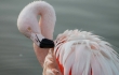 A Flamingo Is Dead After a Man Allegedly Attacked Her at Busch Gardens